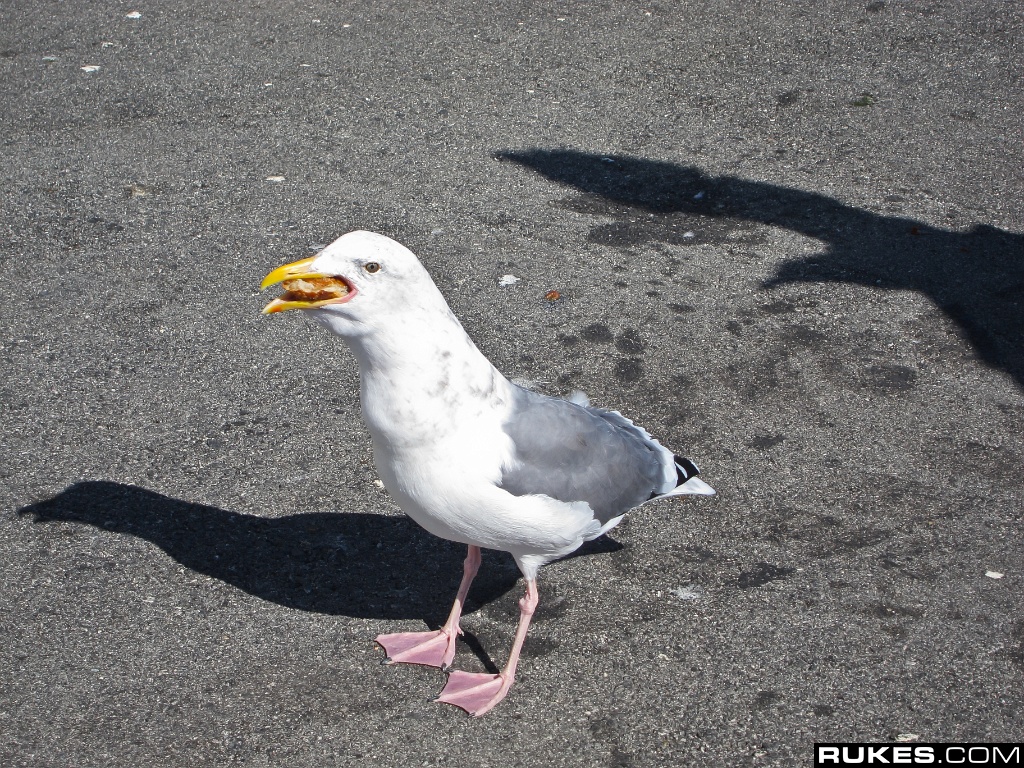 treasureisland 015.jpg