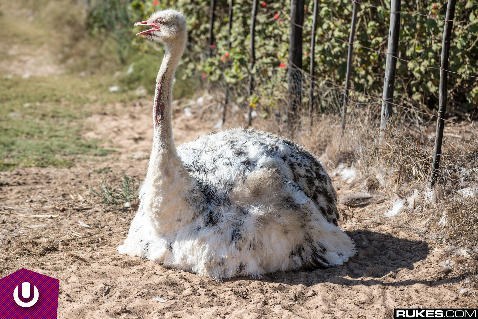 ultrasa14a_013.jpg